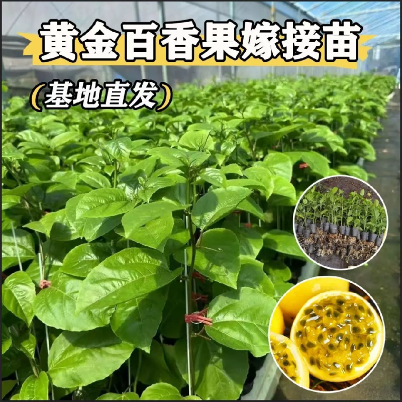 百香果苗