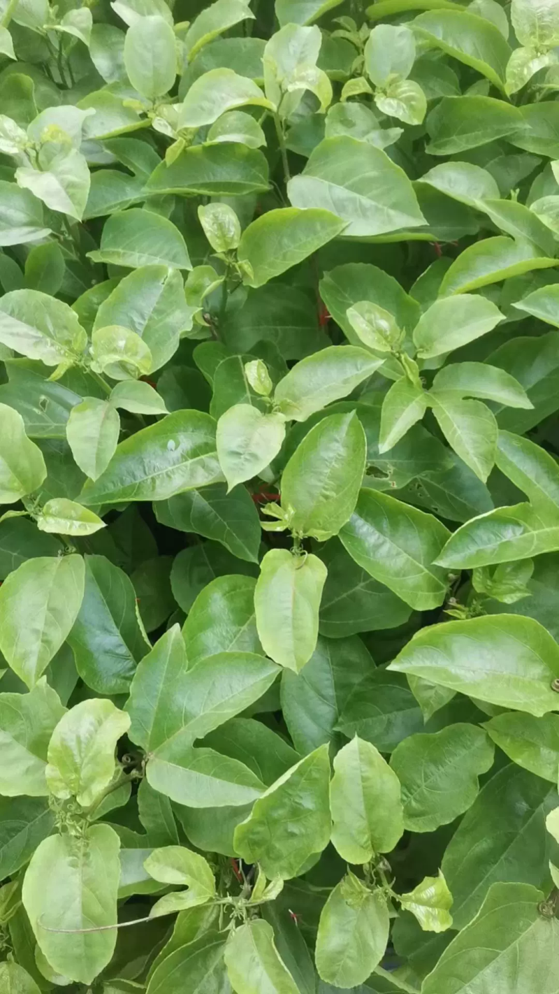百香果苗