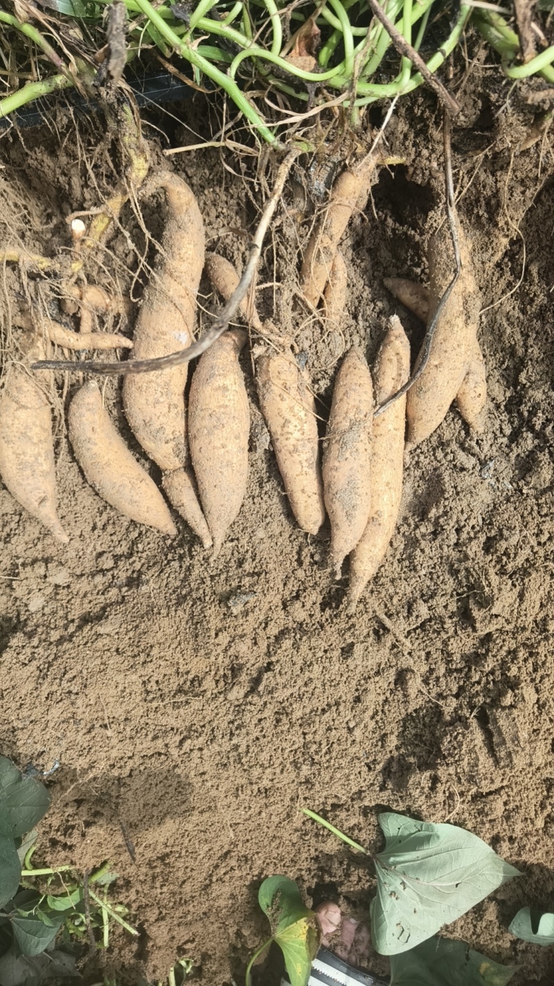 黄皮黄肉爆皮王