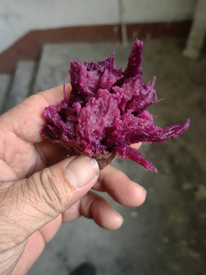 山东济宁汶上的花叶紫大量上市了，欢迎新老客户光临