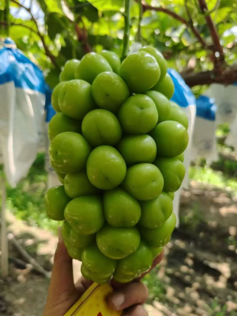 陕西阳光玫瑰葡萄基地，陕西阳光玫瑰葡萄价格，支持超市供货
