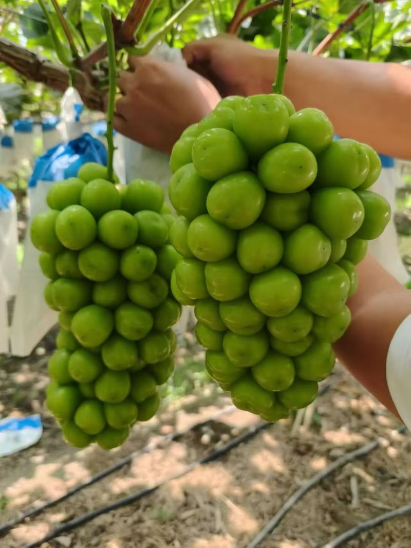陕西阳光玫瑰葡萄基地，陕西阳光玫瑰葡萄价格，支持超市供货