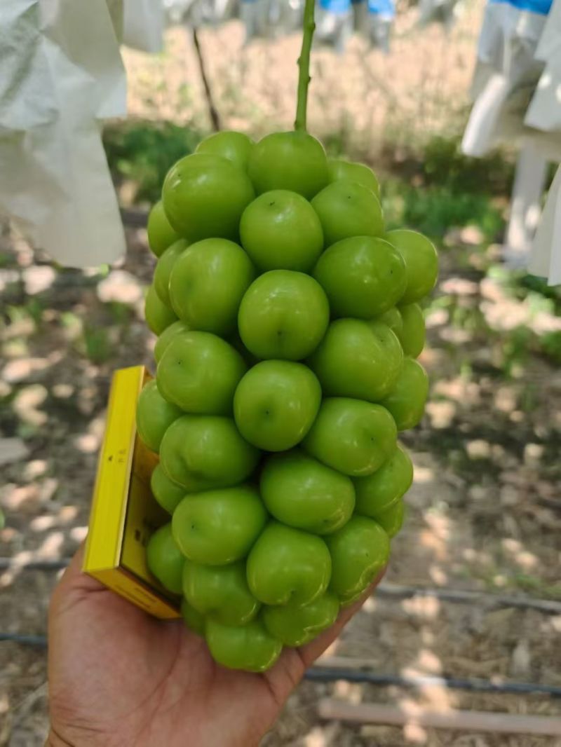 陕西阳光玫瑰葡萄基地，陕西阳光玫瑰葡萄价格，支持超市供货