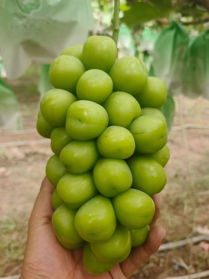 陕西阳光玫瑰葡萄批发价格，超市供货，电商供货，一件代发