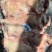 猪头