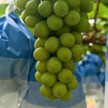 陕西渭南市冷库阳光玫瑰大量上市中…质量好，货源充足