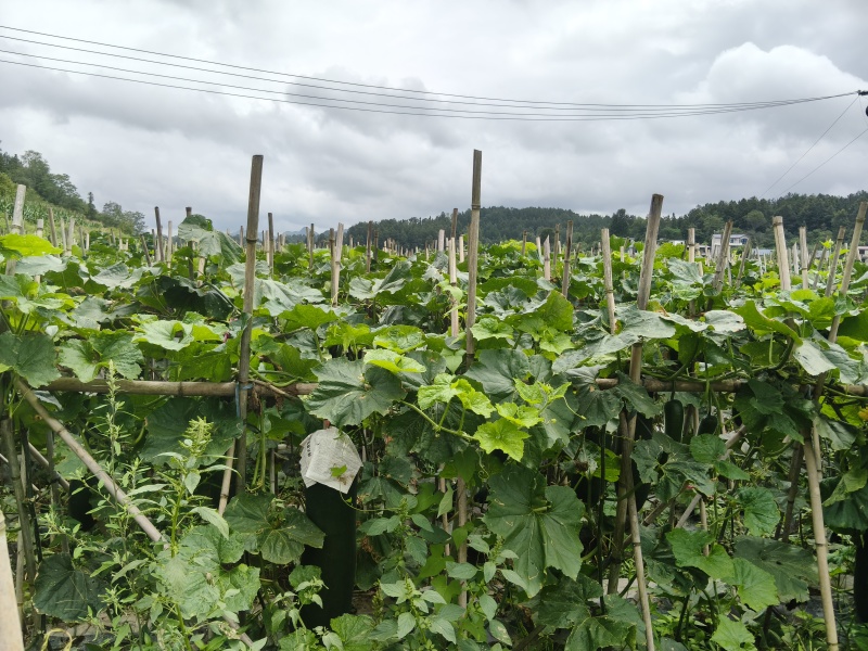 高山百亩冬瓜基地