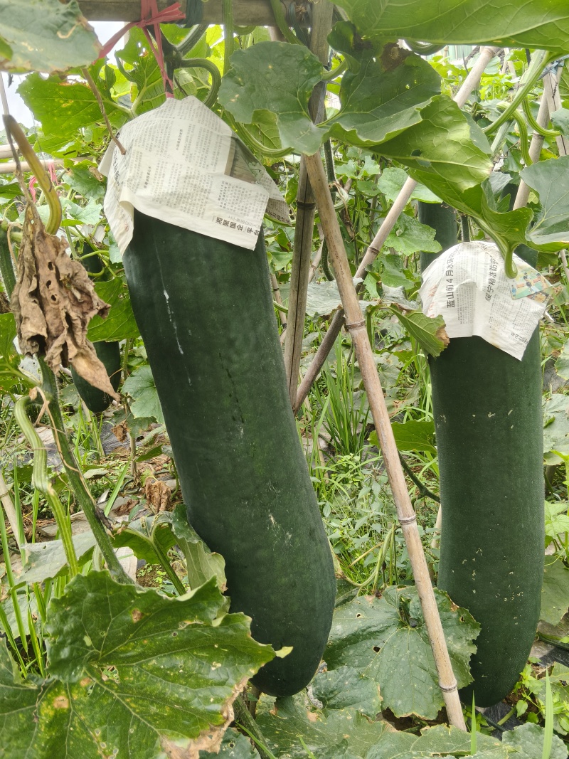 高山百亩冬瓜基地