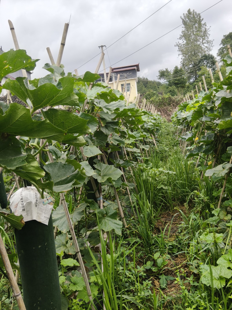 高山百亩冬瓜基地