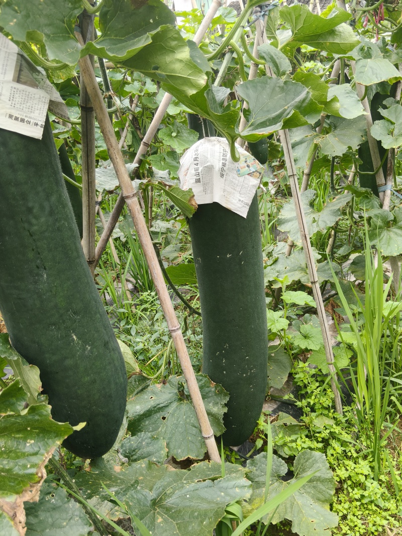 高山百亩冬瓜基地