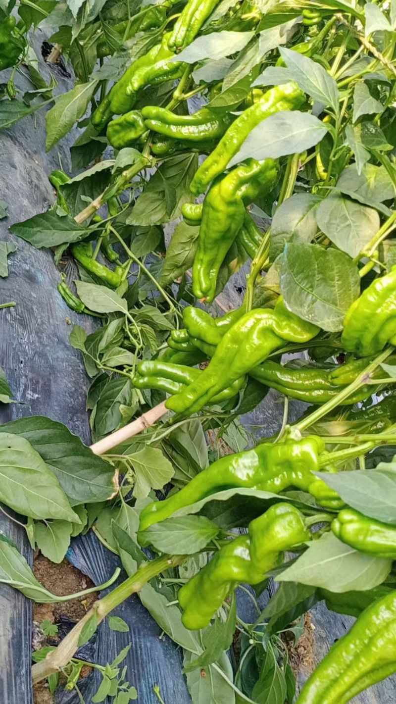 精品芜湖薄皮辣椒，全国发货，保质保量，诚信经营，欢迎咨询