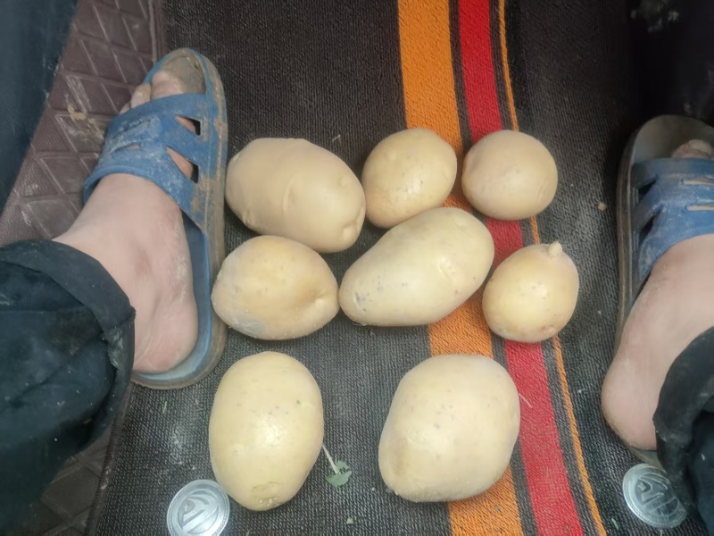 高山百亩土豆基地