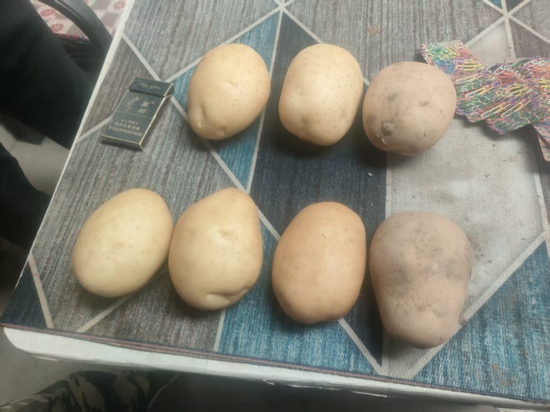 高山百亩土豆基地