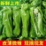 精品薄皮芜湖椒，物优价廉，可对接电商商超等，一条龙服务