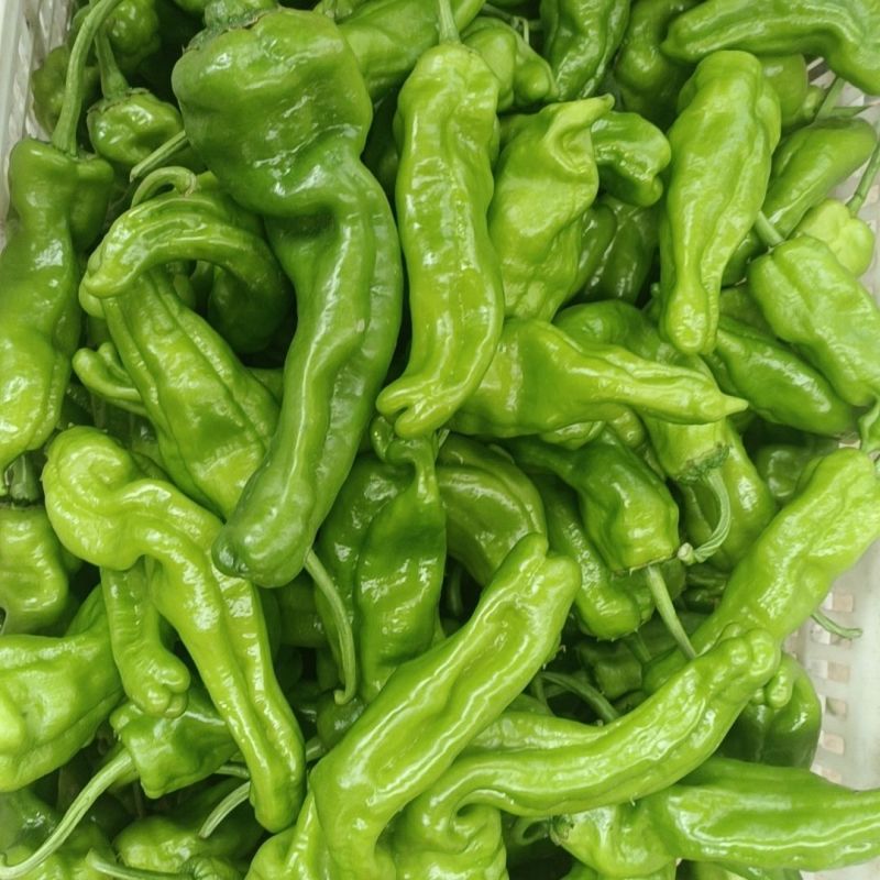 精品薄皮芜湖椒，物优价廉，可对接电商商超等，一条龙服务