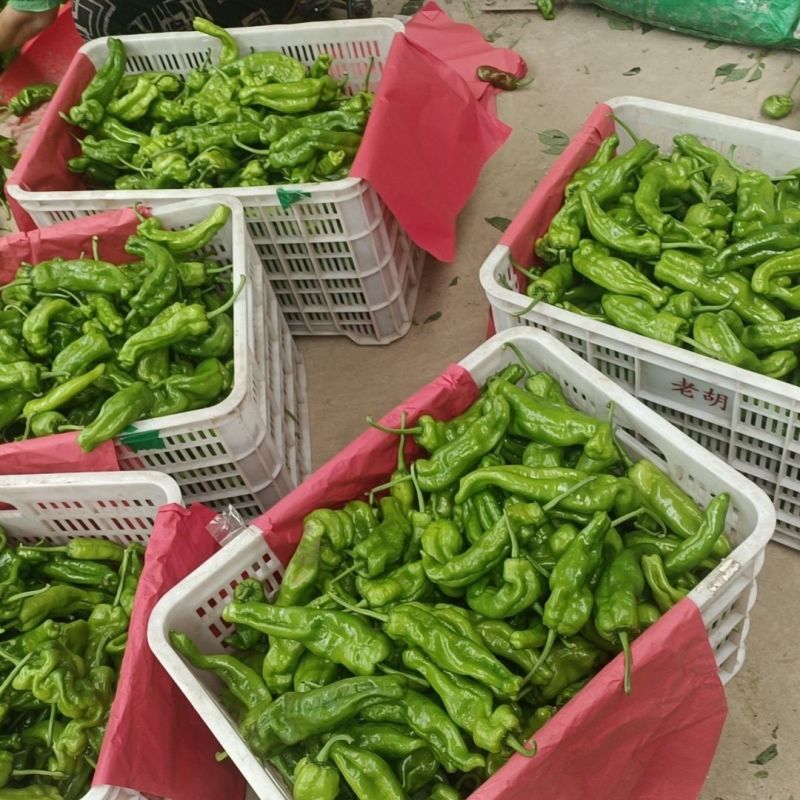精品薄皮芜湖椒，物优价廉，可对接电商商超等，一条龙服务