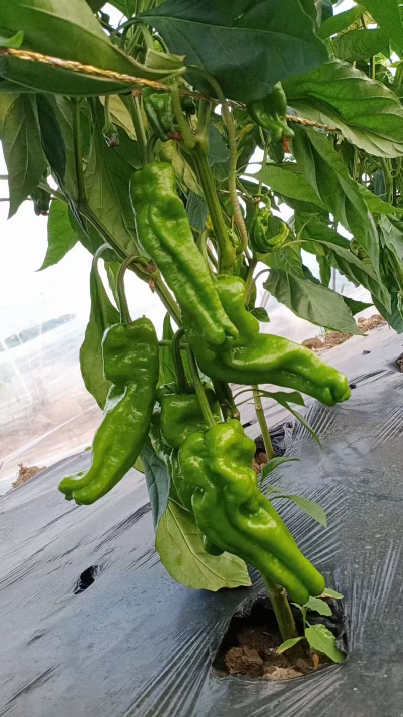 芜湖薄皮辣椒，一手货源，全国发货，品质保证，诚信经营