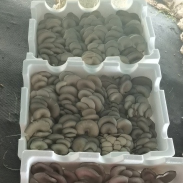二茬精品蘑菇