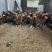 改良杂交斗鸡两斤左右