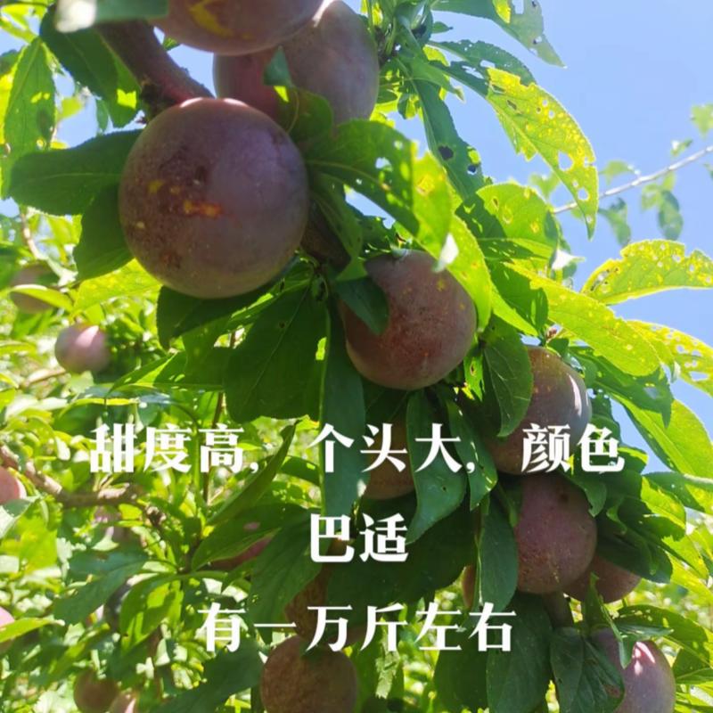*抢手的蜜饯李口感**16-20个糖还有一万斤