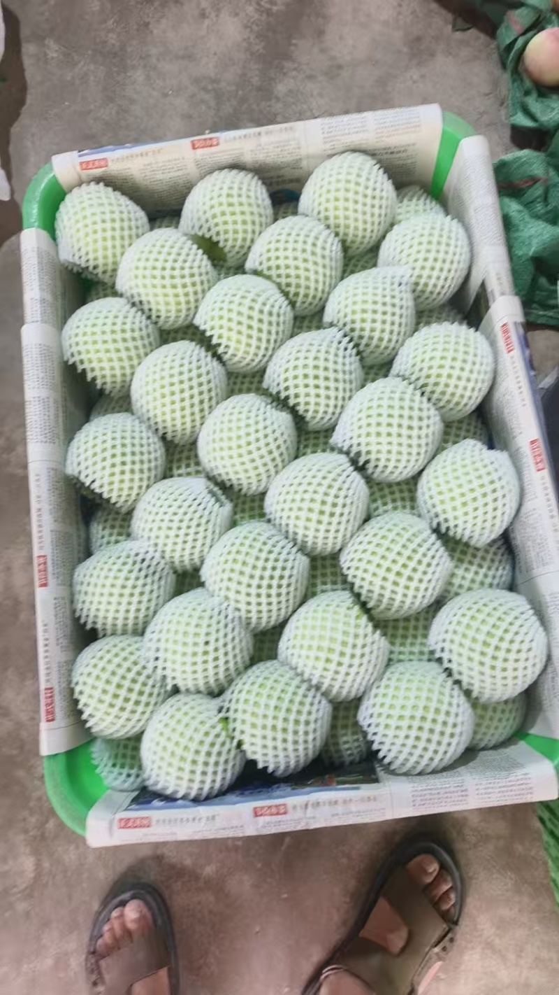 四川青苹果大量供应，全国发货，保质保量，诚信经营