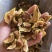 山东烟台黄皮无花果干新鲜出炉大量批发特别好吃
