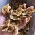 山东烟台黄皮无花果干新鲜出炉大量批发特别好吃