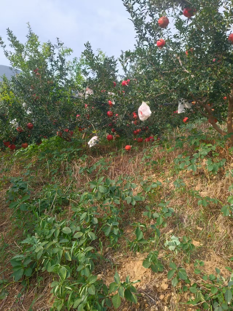 云南丽江黑仔石榴产地直发量大从优价格美丽欢迎来电