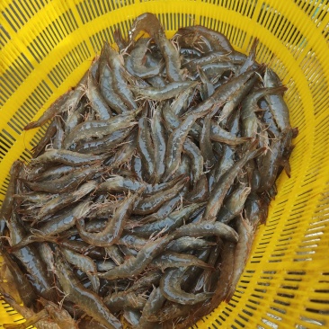 南美白对虾