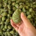 新鲜下树松塔工业油用