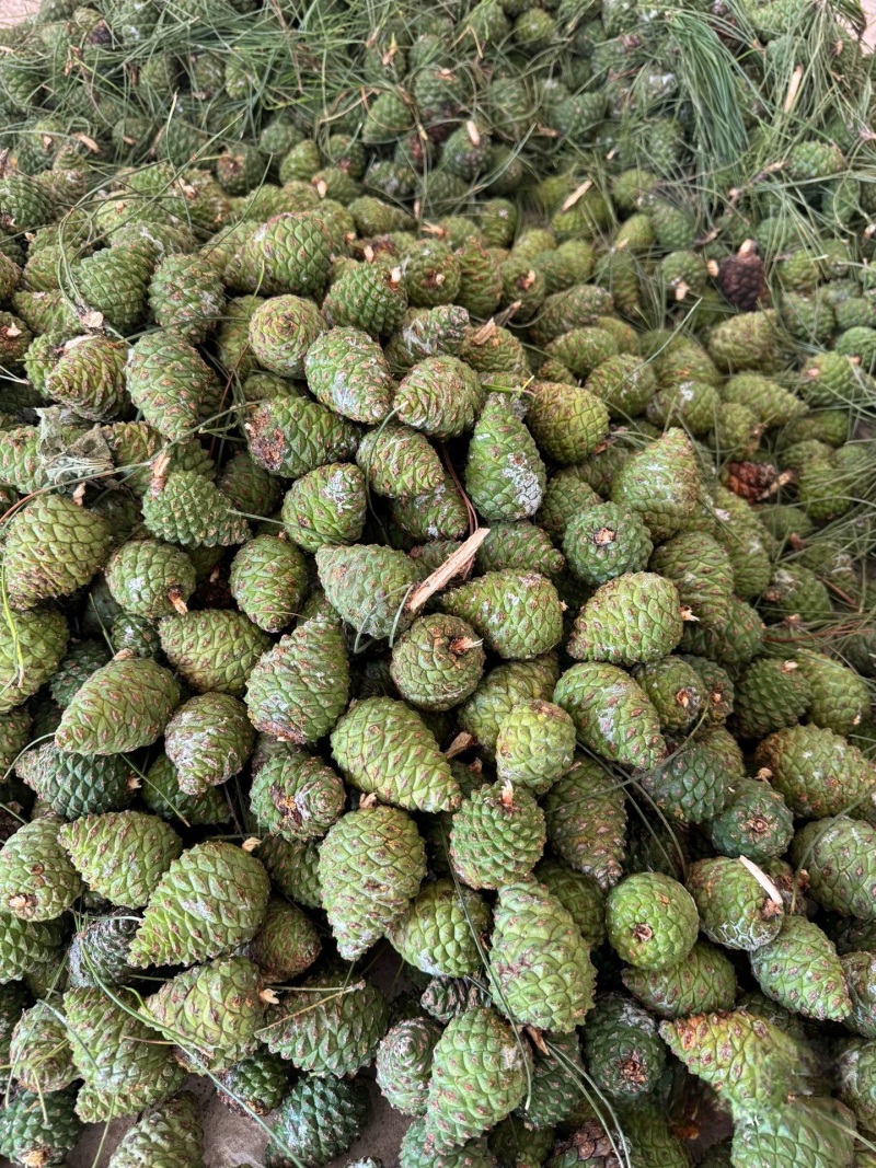 新鲜下树松塔工业油用