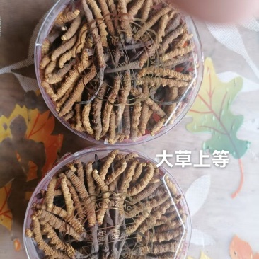 香格里拉东旺虫草