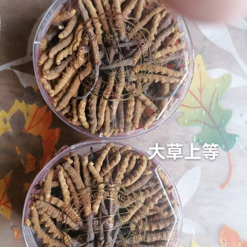 香格里拉东旺虫草