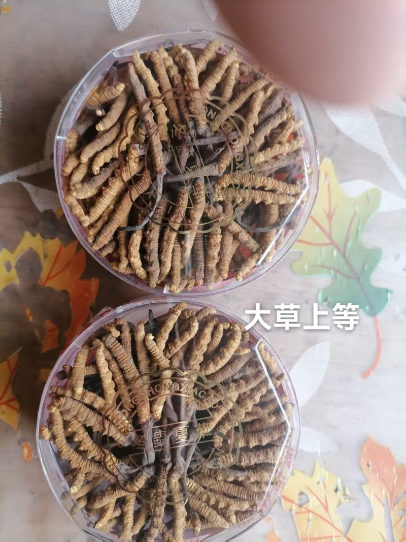 香格里拉东旺虫草