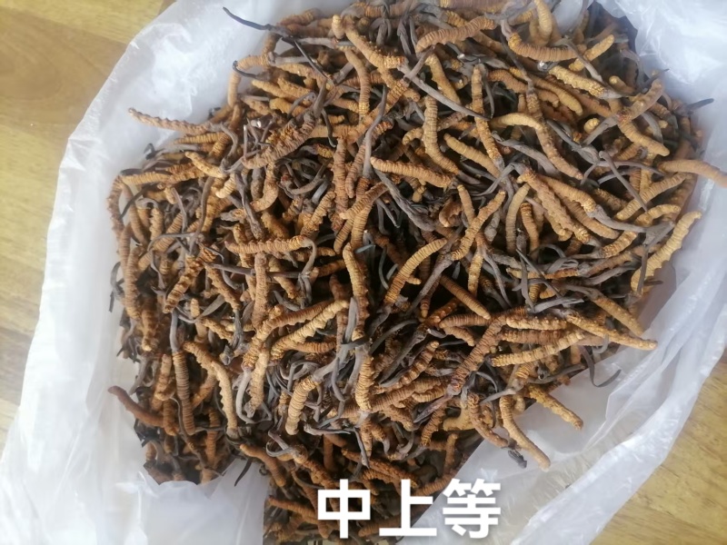 香格里拉东旺虫草
