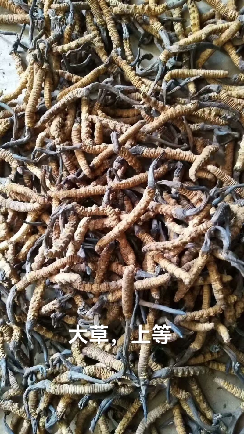 香格里拉东旺虫草