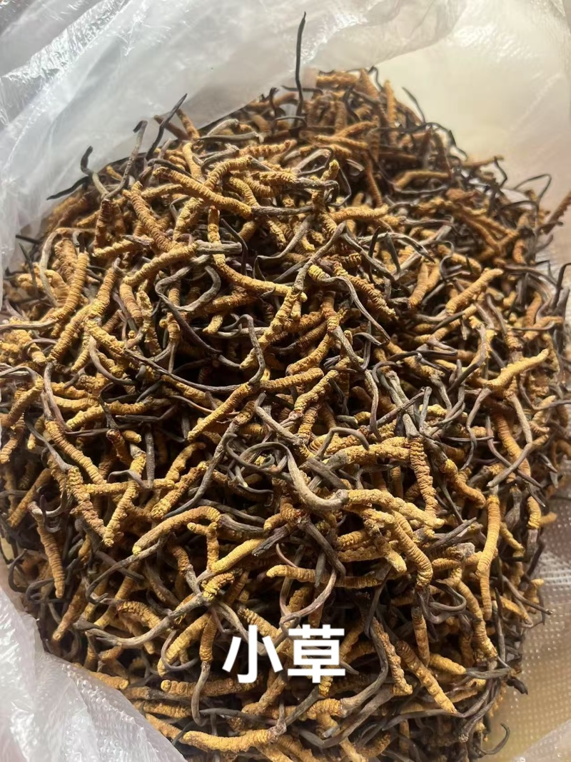 香格里拉东旺虫草