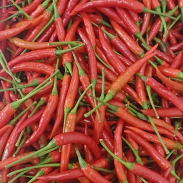 大中小米椒