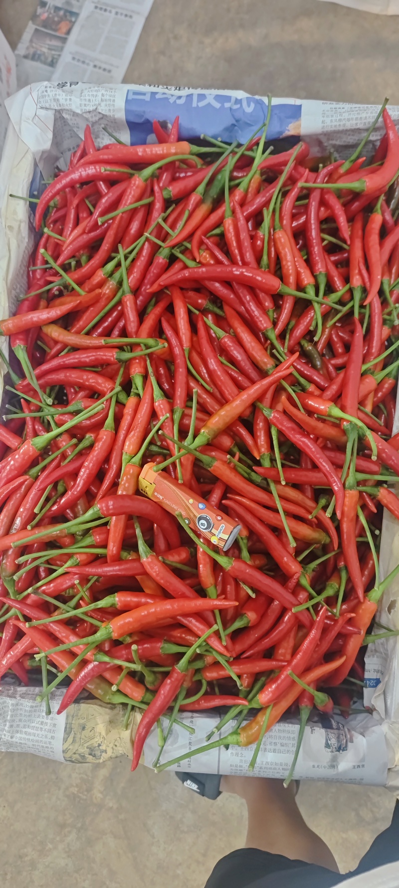大中小米椒
