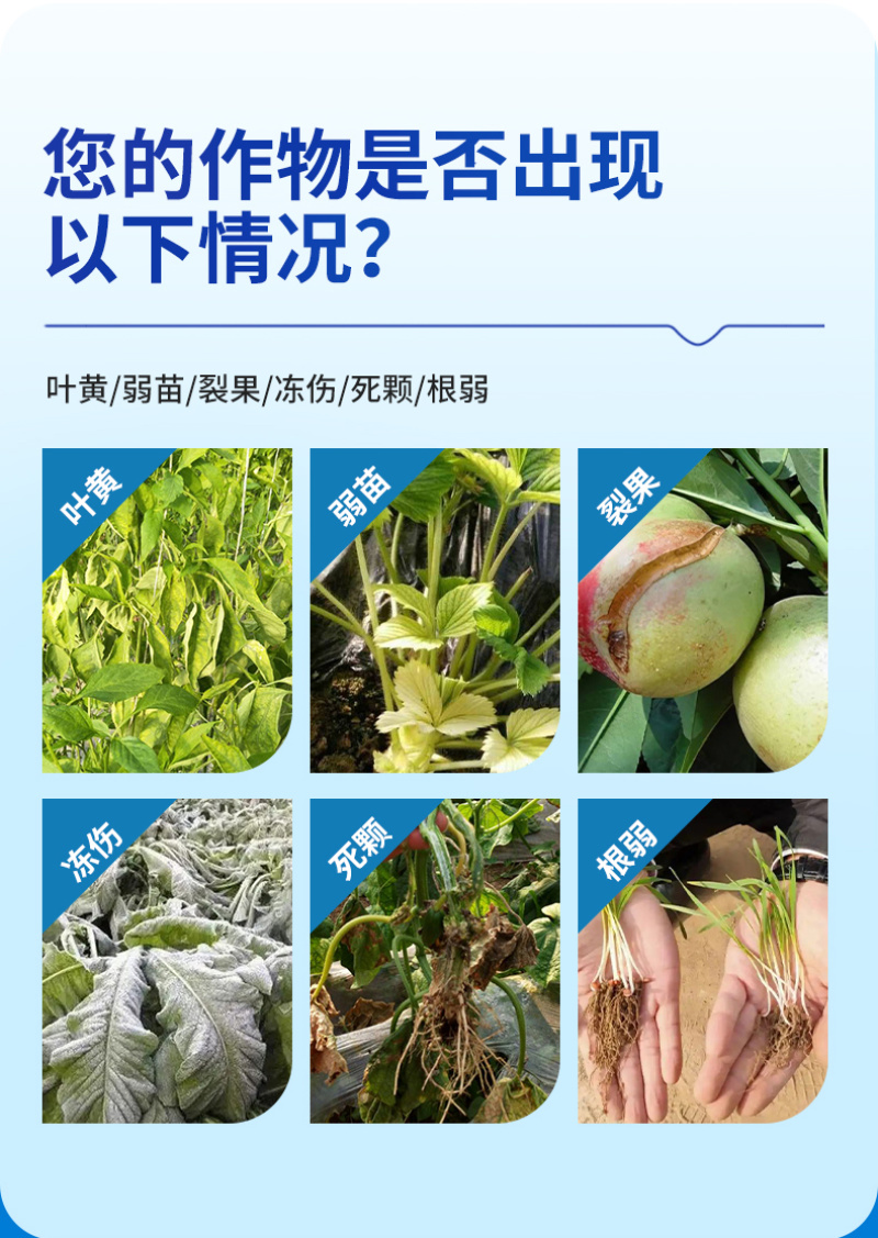 深海鱼蛋白原浆山东寿光发货成熟配方当地大种植户批量使用