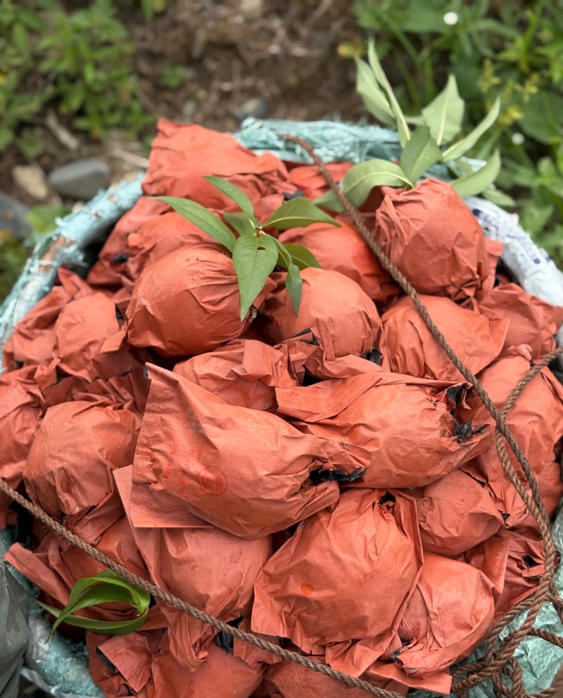 陕西咸阳武功县黄桃种植基地黄桃中的爱马仕黄金蜜四号脆甜桃