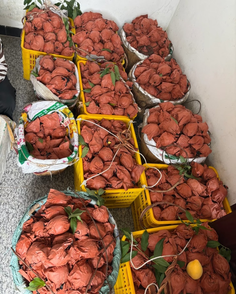 陕西咸阳武功县黄桃种植基地黄桃中的爱马仕黄金蜜四号脆甜桃