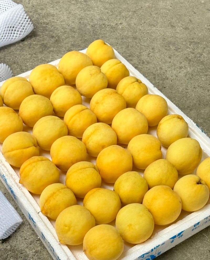 陕西咸阳武功县黄桃种植基地黄桃中的爱马仕黄金蜜四号脆甜桃