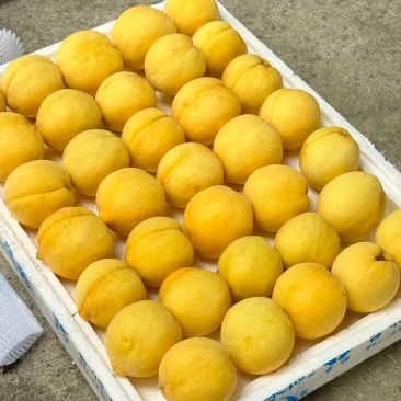 陕西咸阳武功县黄桃种植基地黄桃中的爱马仕黄金蜜四号脆甜桃