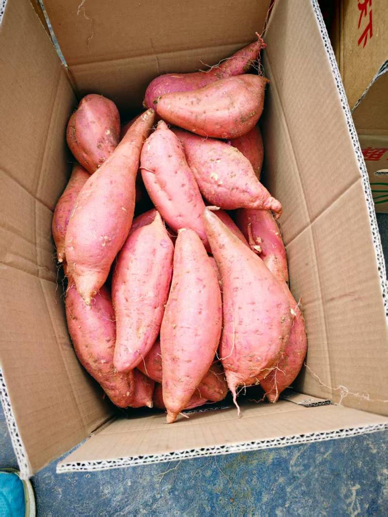【西瓜红红薯】山东济宁红薯电商货工厂货市场货齐全