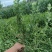 杯苗卫矛60到80公分自家苗木产地直供