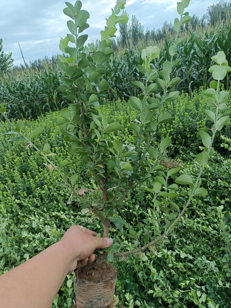 杯苗卫矛60到80公分自家苗木产地直供