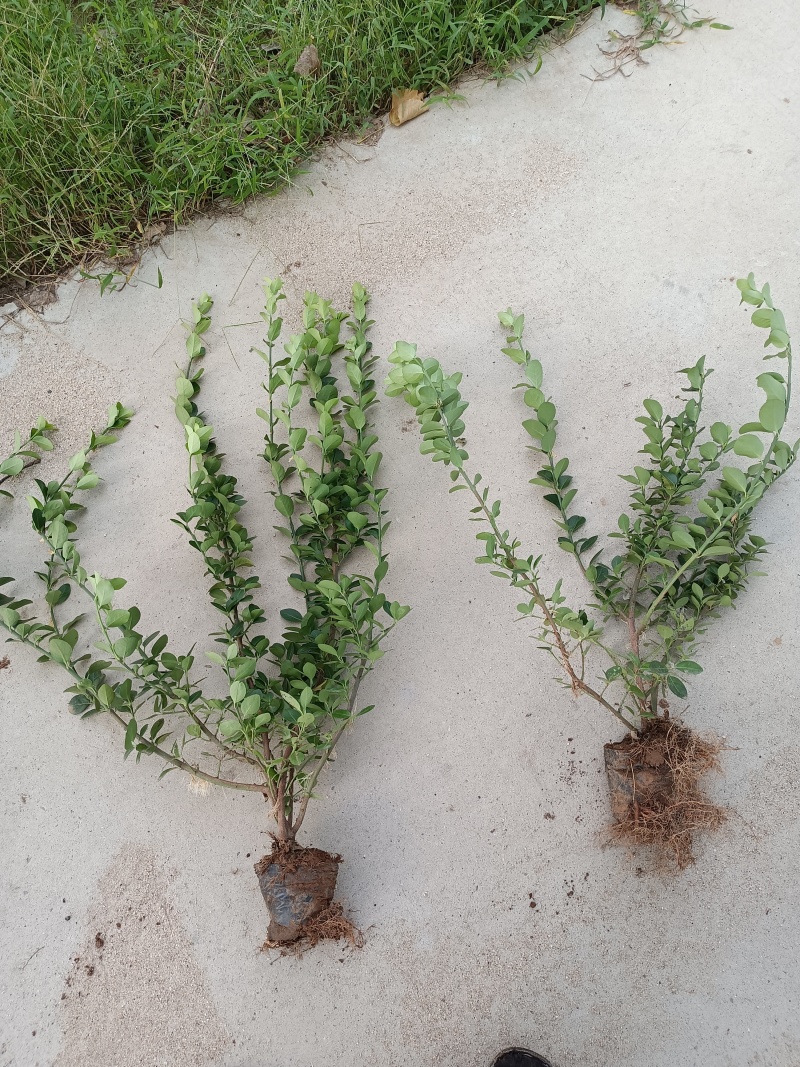 杯苗卫矛60到80公分自家苗木产地直供