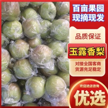 【新鲜采摘】陕西玉露香梨产地直供现货批发欢迎来电咨询