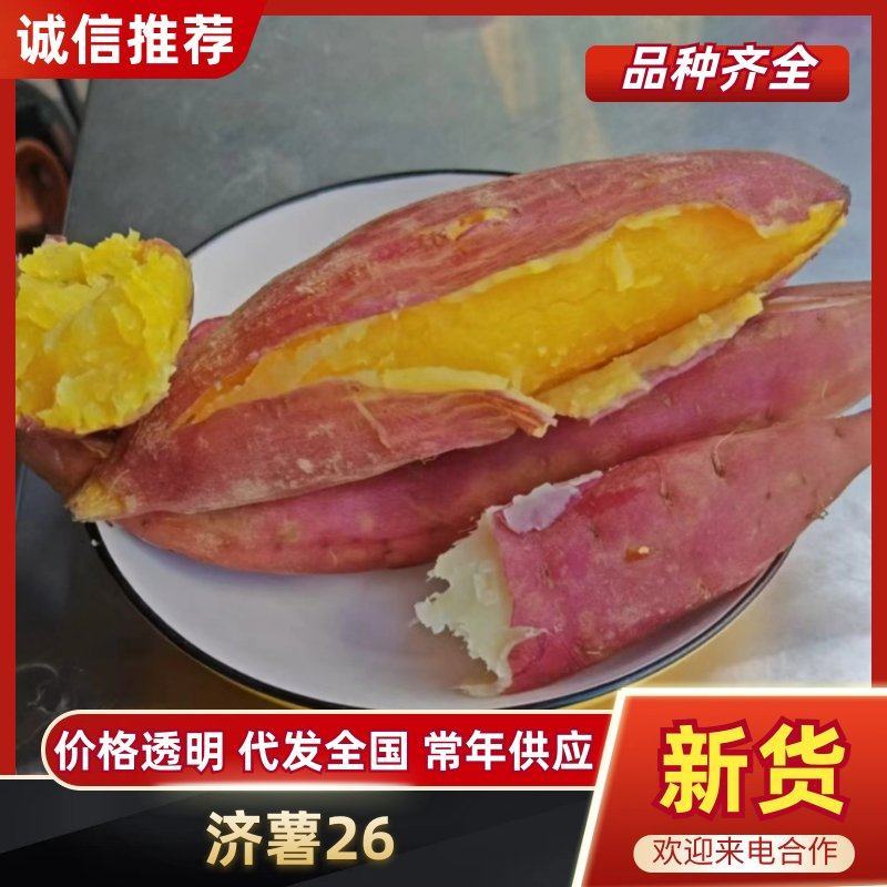 济薯26精品山东板栗红薯大量上市品种规格齐全西瓜红烟薯